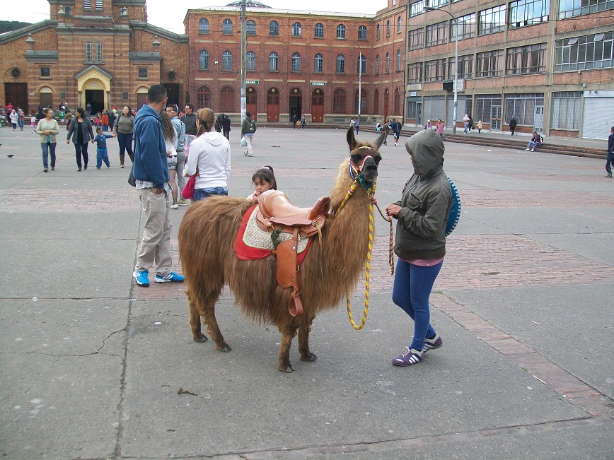 A small llama standing in the church courtyard, with a saddle